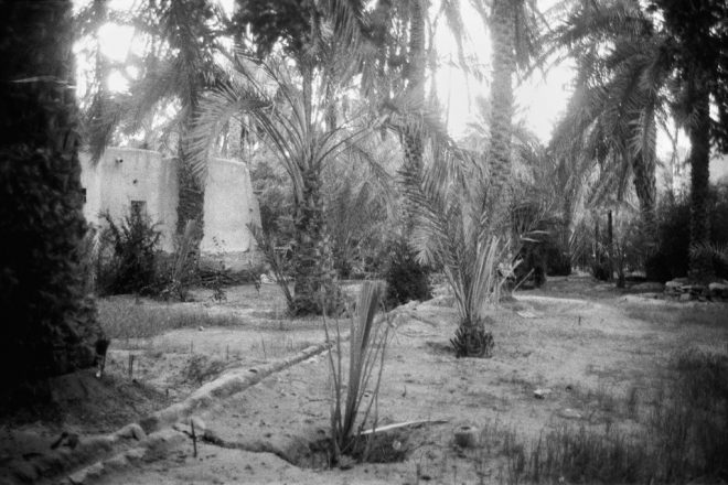 palmtrees in the oued