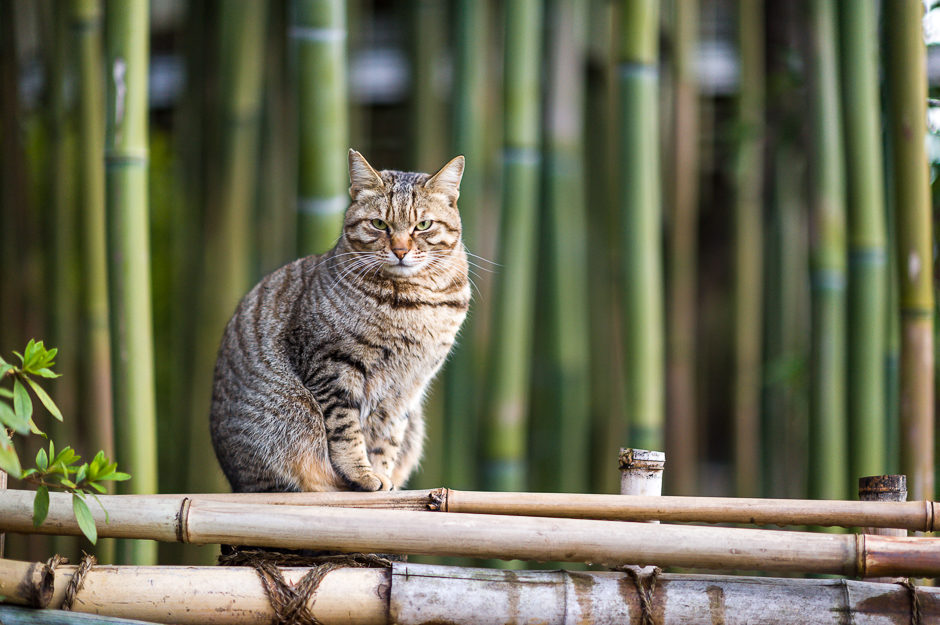 Chat sur bambou