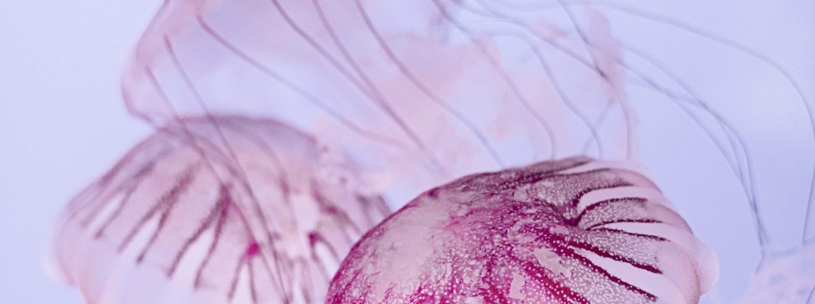 Aquarius, la danse des méduses