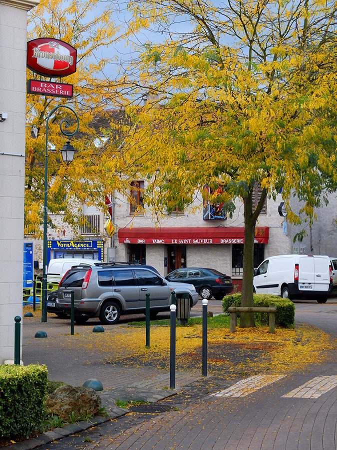 LES FEUILLES MORTES SE RAMASSENT………