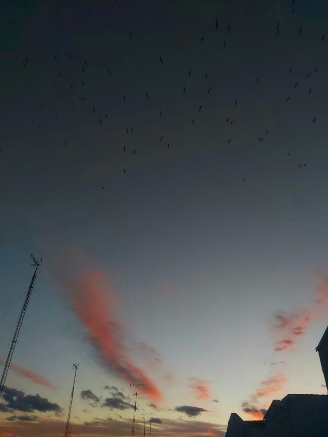 Volée d'oiseaux et coucher de soleil