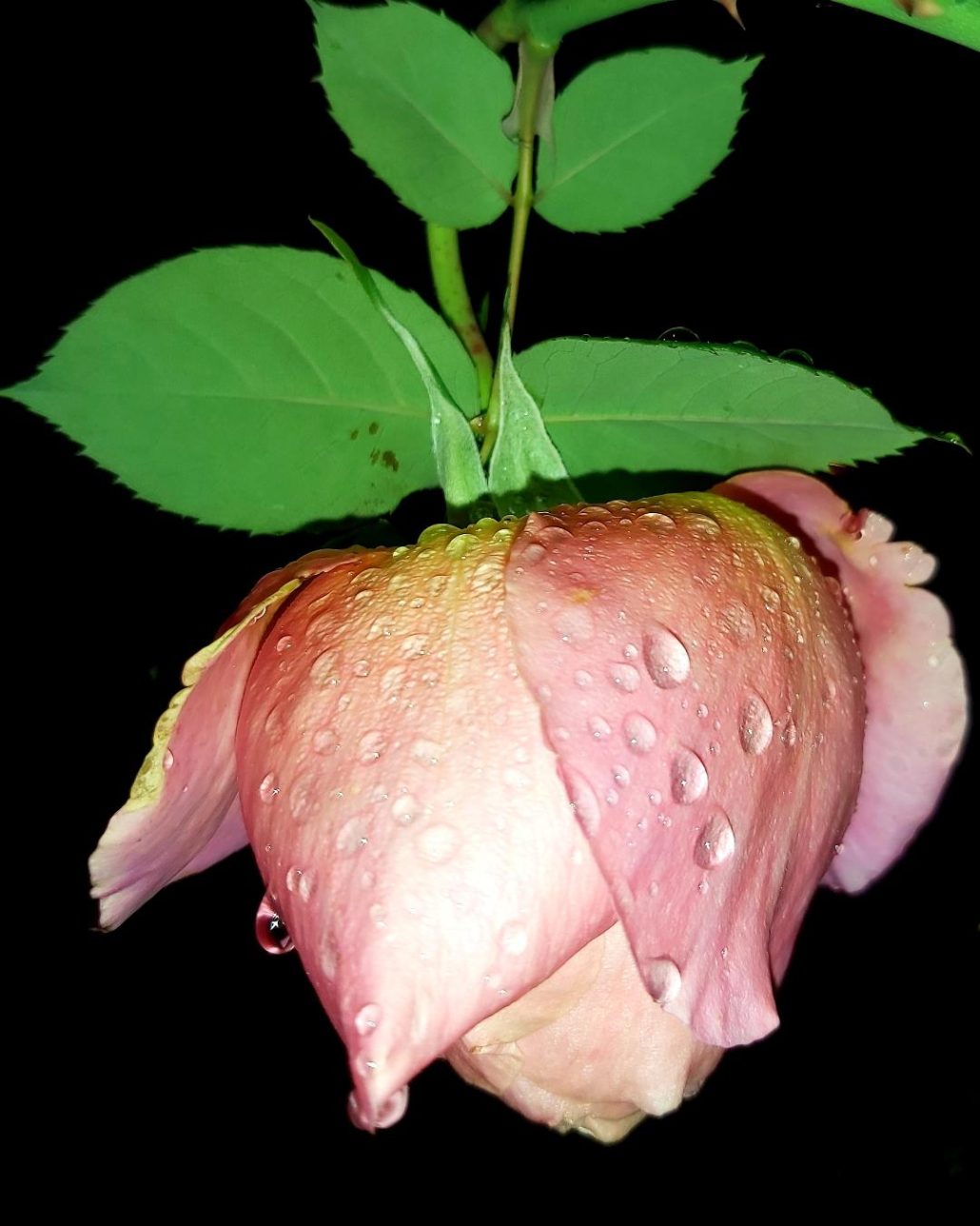 Fleur de nuit pluvieuse