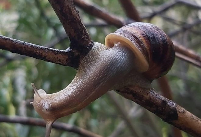 Escargot sur branche