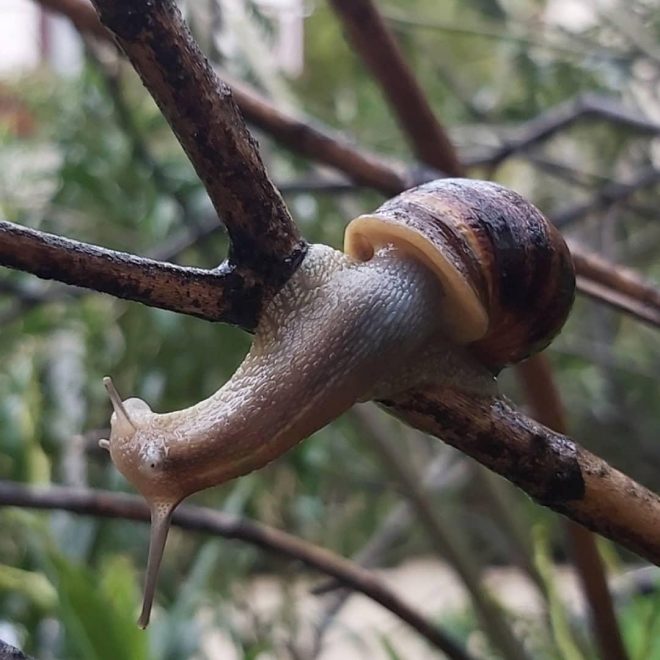 Escargot sur branche