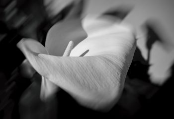 fleur Arum N&B / Leica Q