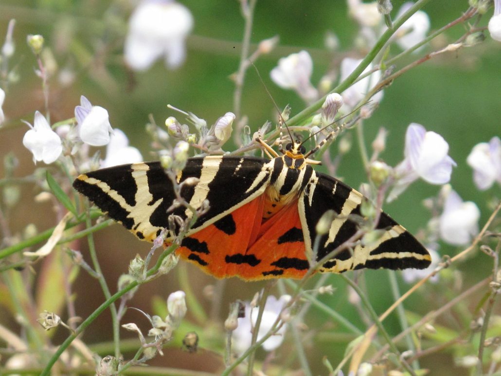 L’oeil aux aguets dans la nature