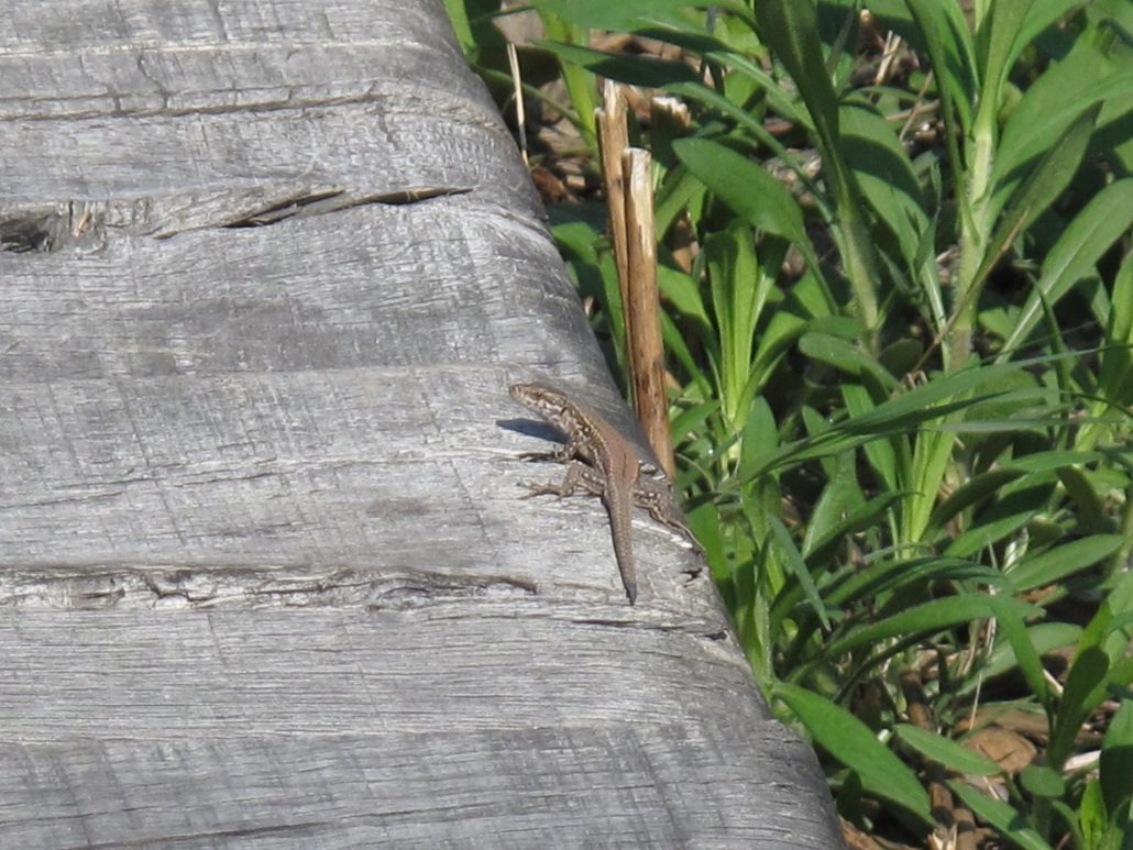 L’oeil aux aguets dans la nature