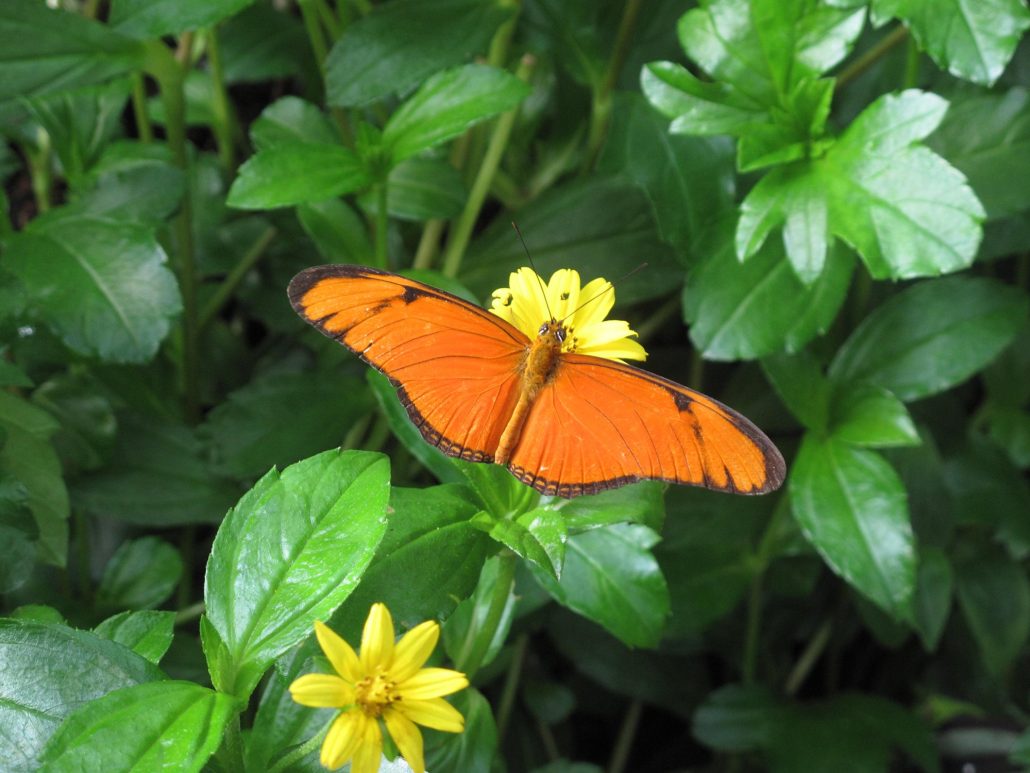 L’oeil aux aguets dans la nature