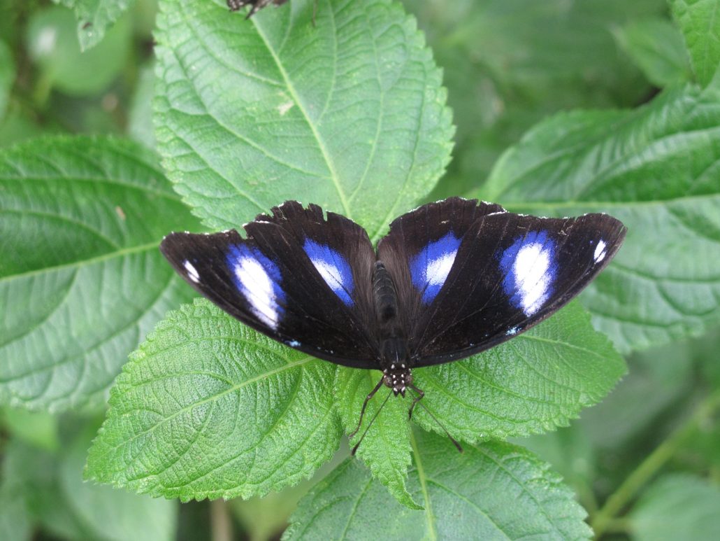 l’oeil aux aguets dans la nature