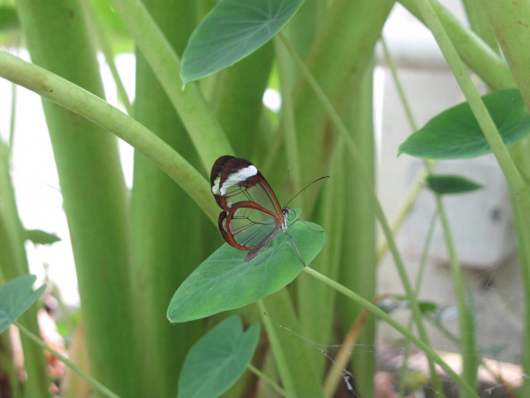 L’oeil aux aguets dans la nature