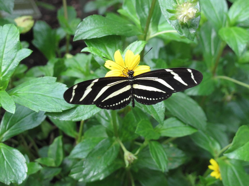 L’oeil aux aguets dans la nature