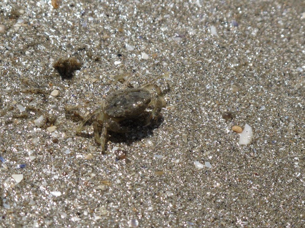 L’oeil aux aguets dans la nature