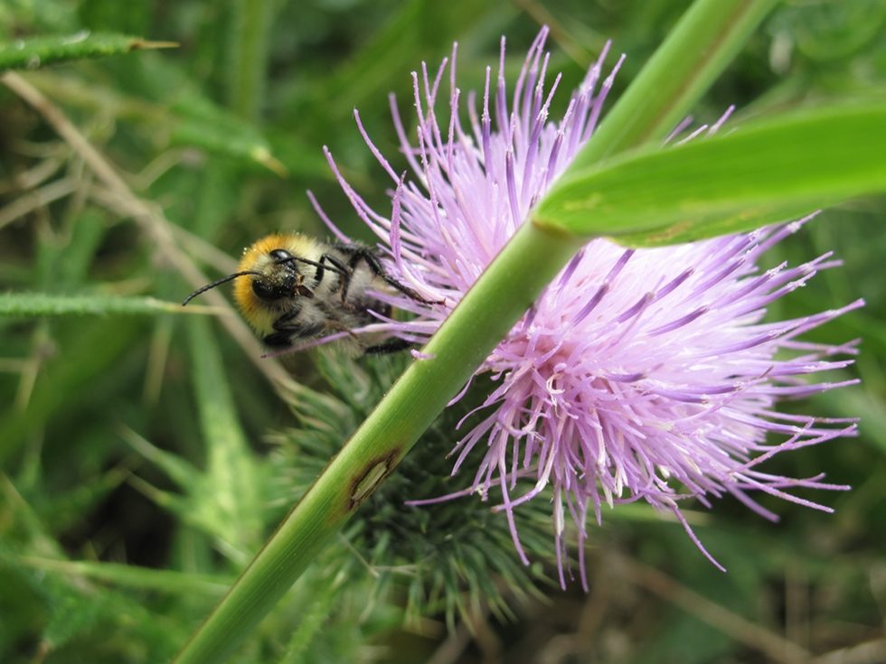 L’oeil aux aguets dans la nature