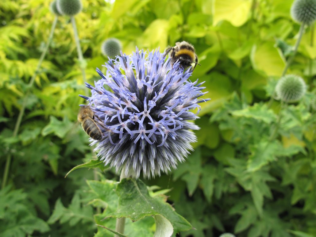 L’oeil aux aguets dans la nature
