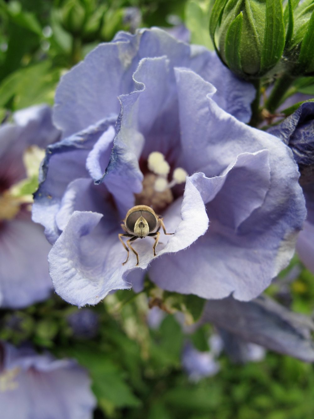 L’oeil aux aguets dans la nature