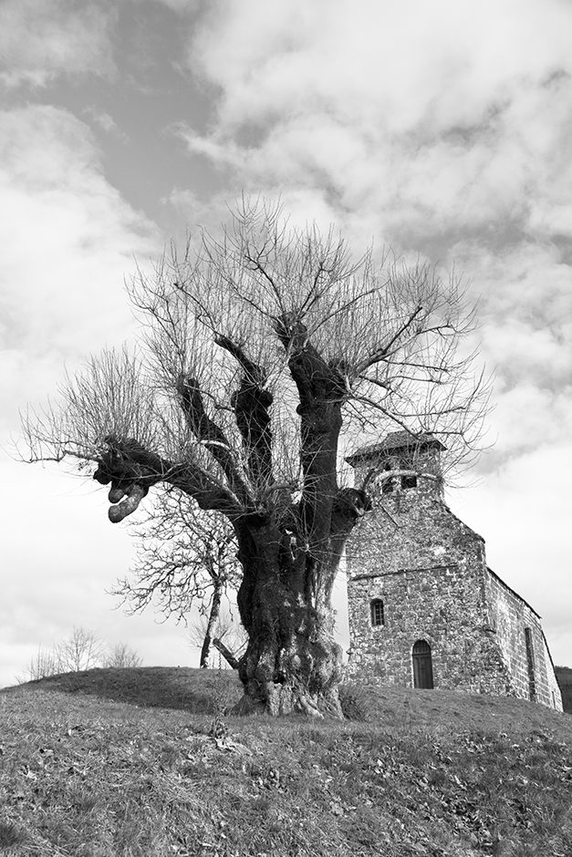 Arbre et Eglise de Laussac