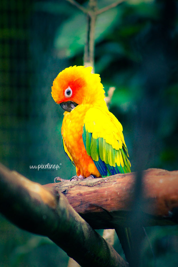 Un loriquet au jardin botanique de Deshaies
