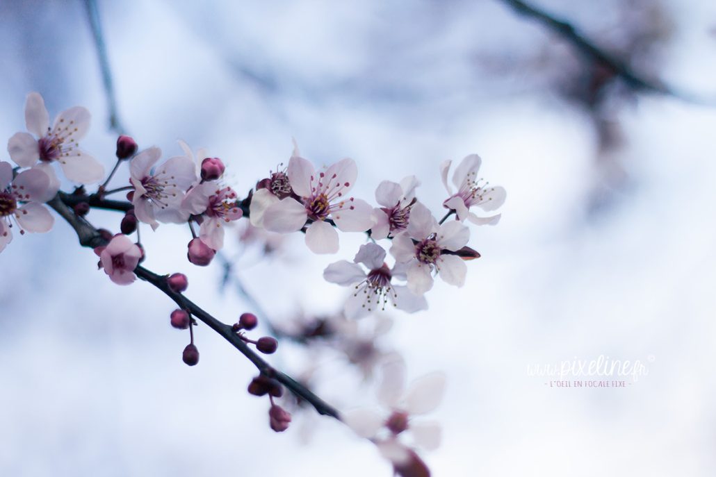 Esquisse de printemps