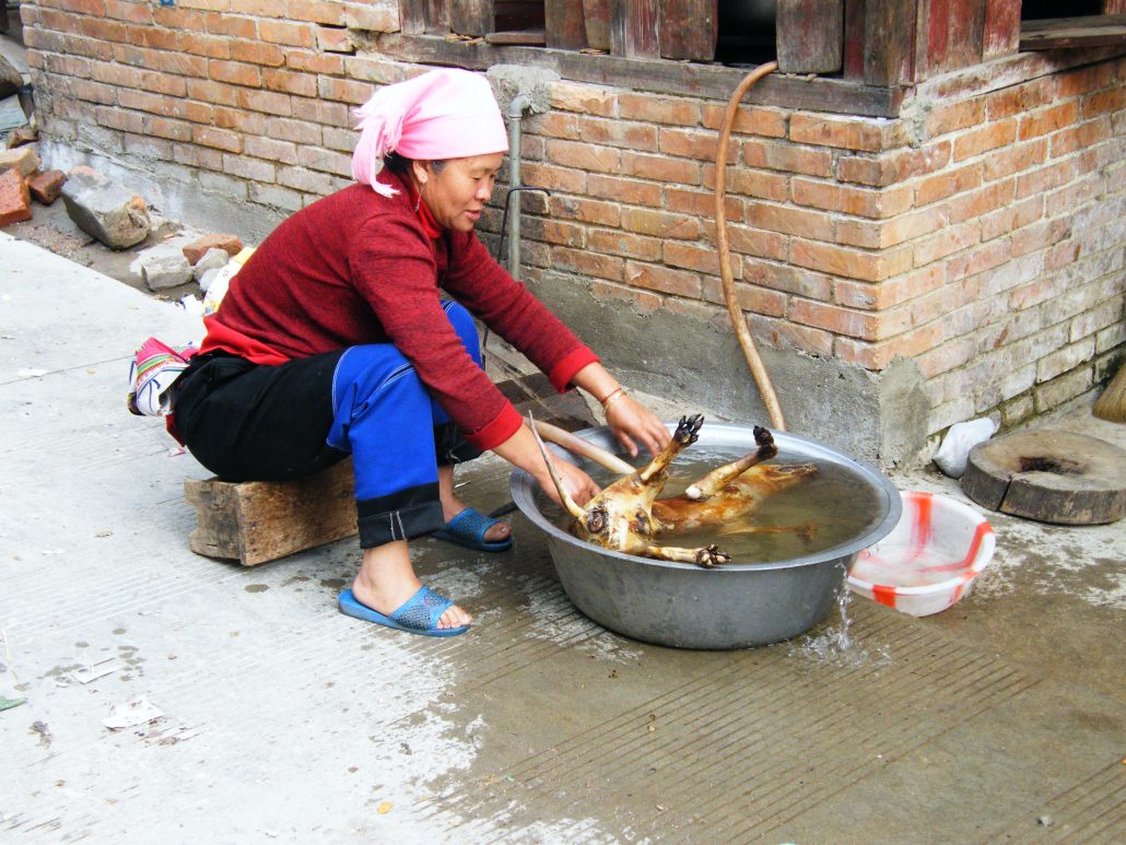Après le cheval, un peu de chien