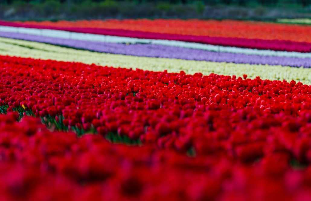 Les tulippes de provence