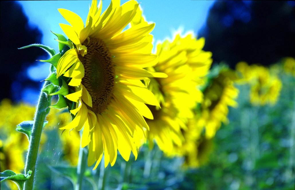 avant gout de l’été