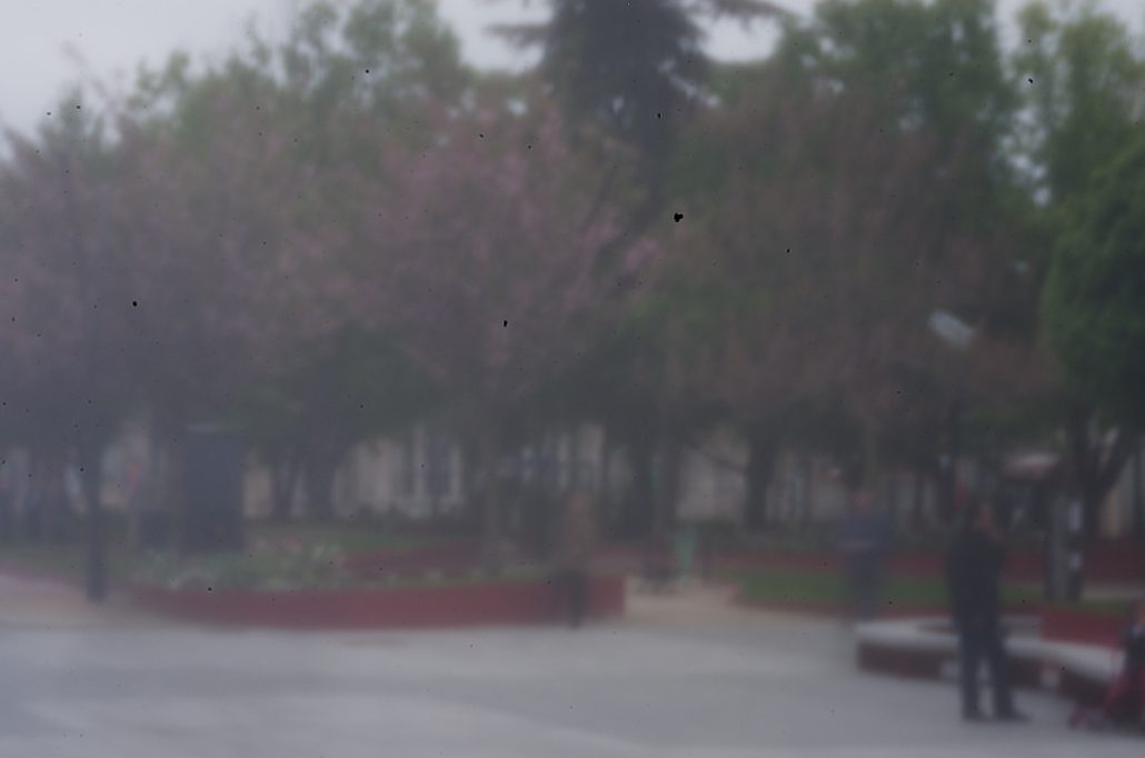 Sténopé #1 : les arbres en fleur