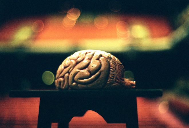 Un cerveau et son public.