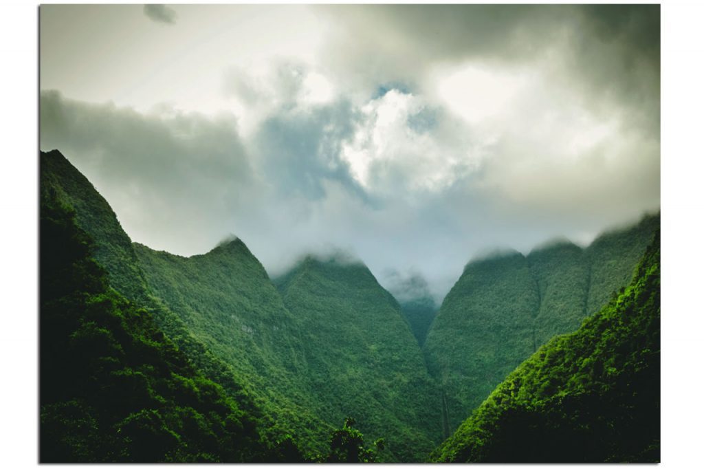 Végétation intense