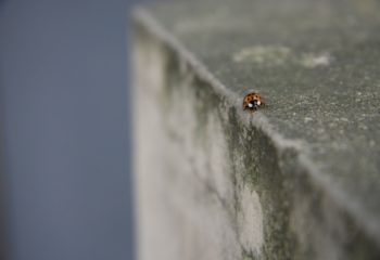 coccinelle au bord du précipice