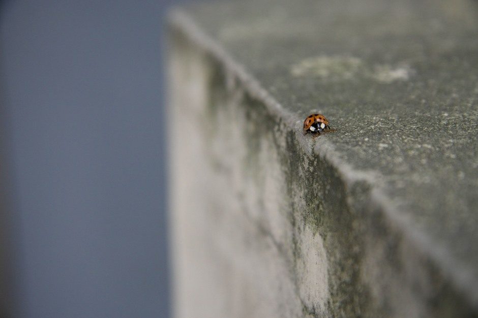 Coccinelle au bord du précipice