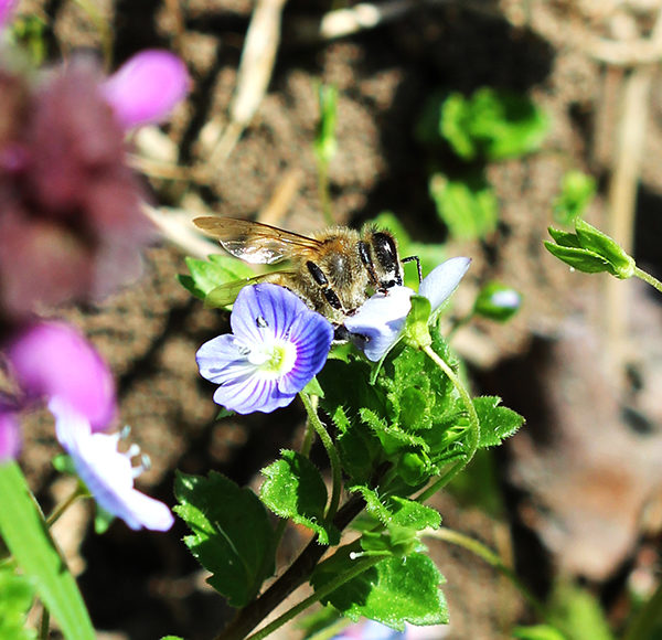Petite Abeille