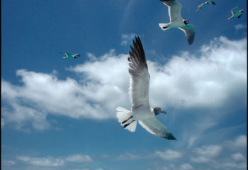 Mouettes atricille des CaraÃ¯bes