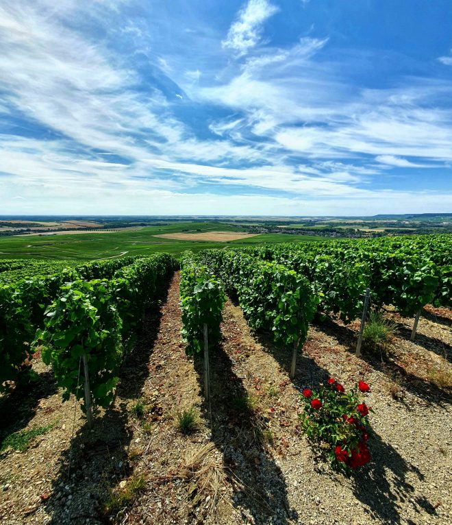 Do you know why rose trees are placed in front of the rows of vines?