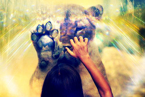 jaimerai bien toucher un lion aussi :)