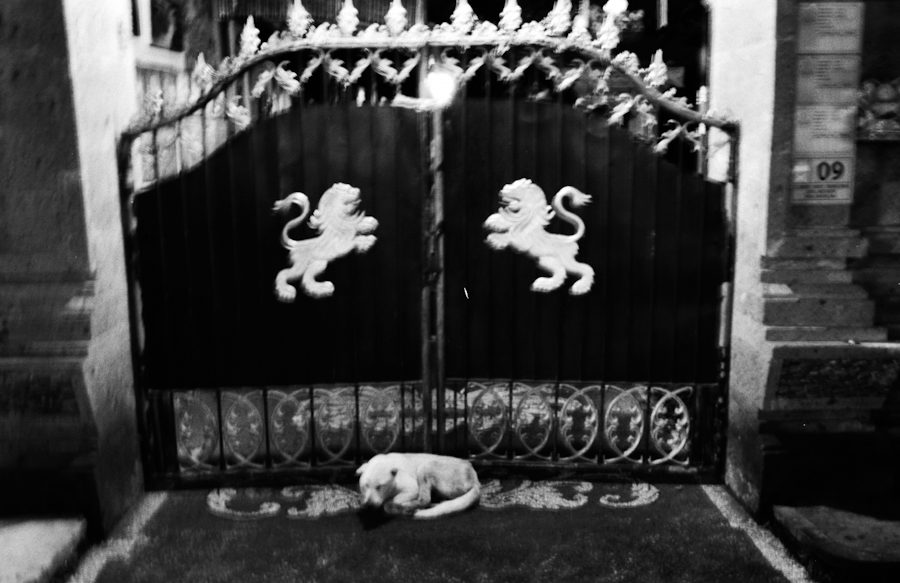 dog’z palace (beware)