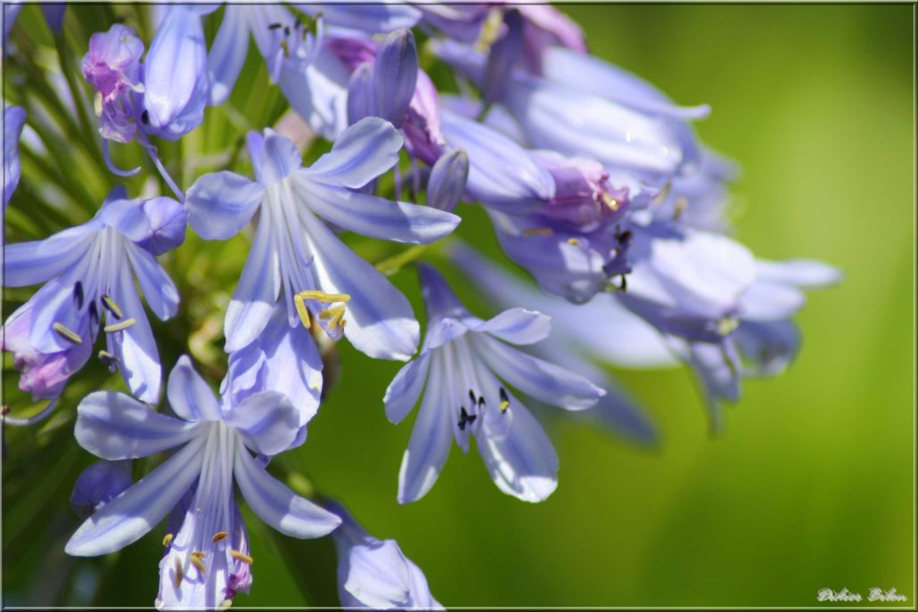 floral painting look – IMG 022