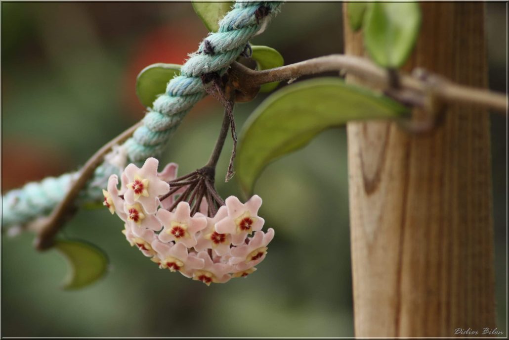 floral painting look – IMG 043