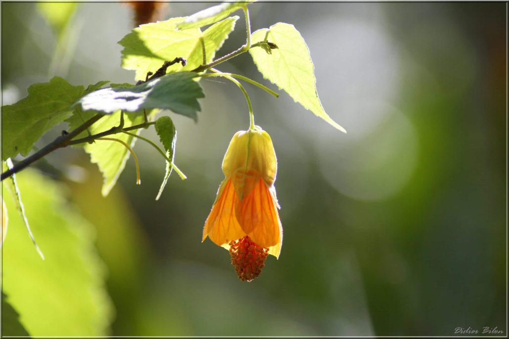 floral painting look – IMG 094