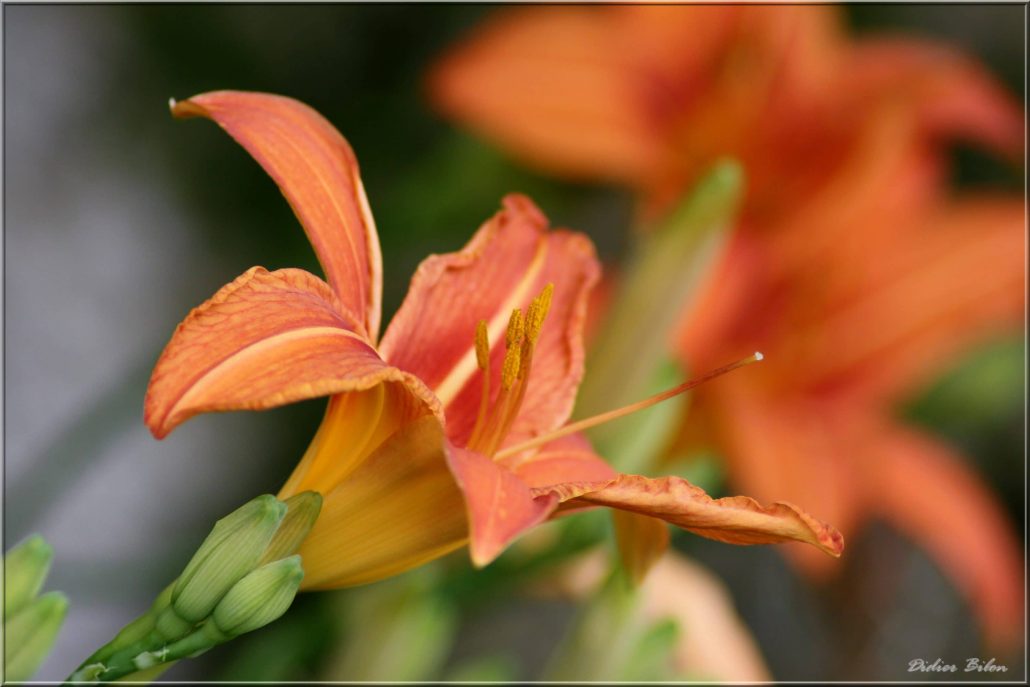 floral painting look – IMG 224