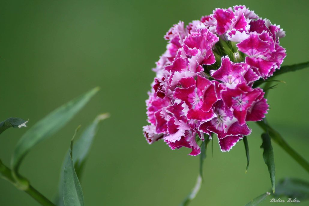 floral painting look – IMG 226