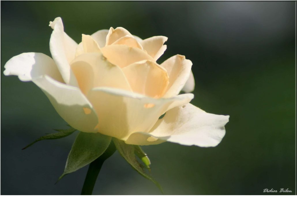 floral painting look – IMG 229