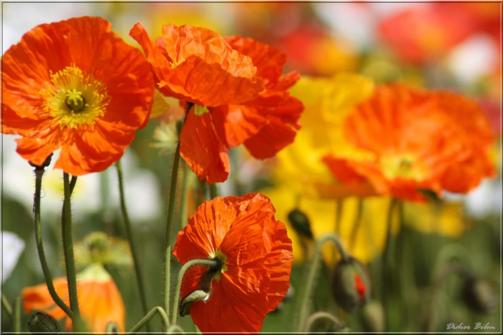 floral painting look – IMG 405