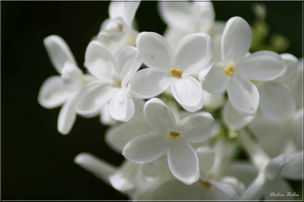 floral painting look – IMG 415