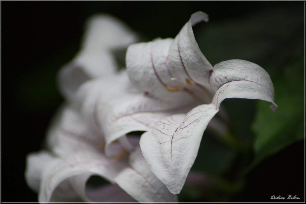 floral painting look – IMG 471