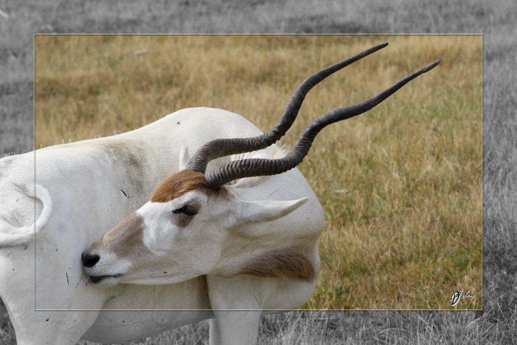 Safari discovery IMG – 3305-2