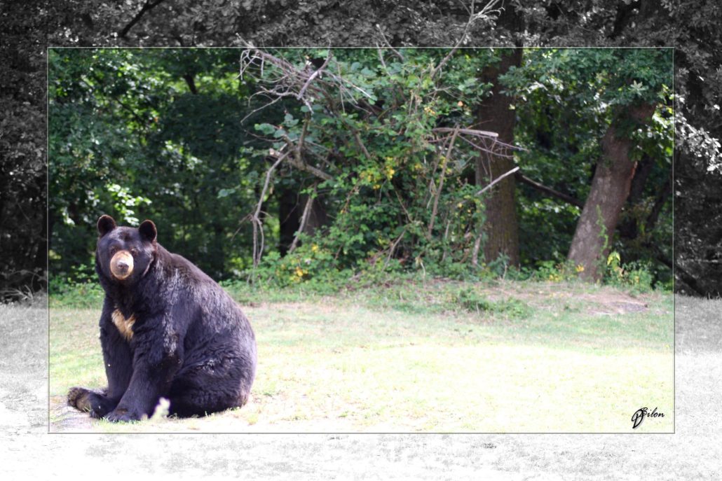 Safari discovery IMG – 3325-2