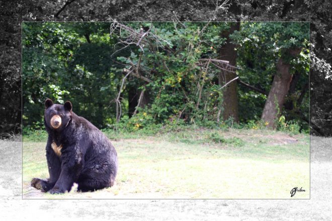 Safari discovery IMG - 3325-2