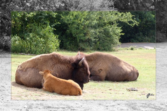 Safari discovery IMG - 3326-2