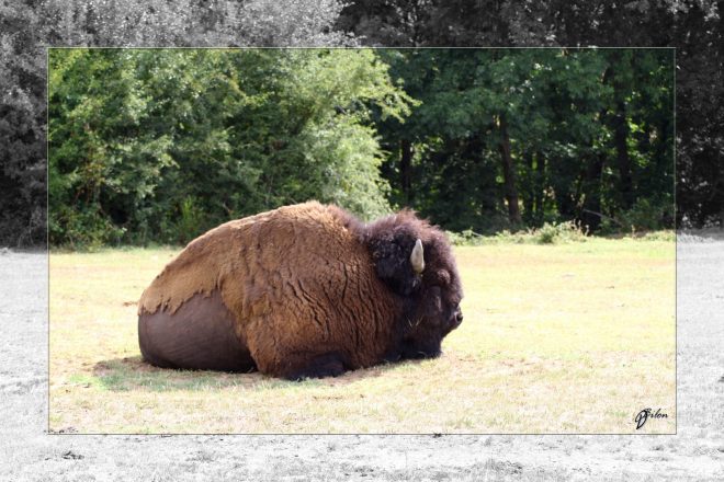 Safari discovery IMG - 3329-2