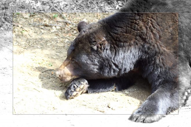 Safari discovery IMG - 3335-2